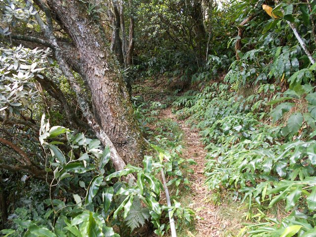 Un des tamarins des Hauts vers la zone des Trois Tamarins