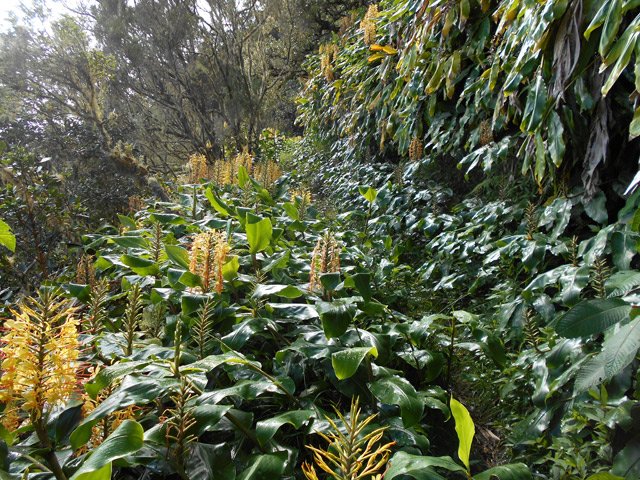 Les longoses ont envahi une bonne partie du sentier à partir de 1600 mètres
