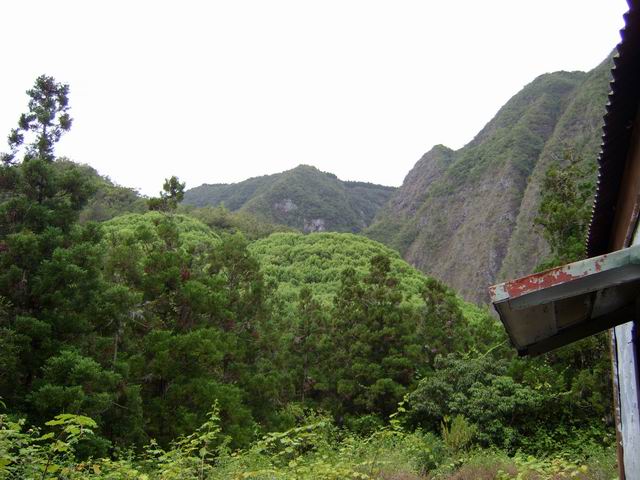Depuis l'Ilet à Guillaume, vue sur la forêt de camphriers