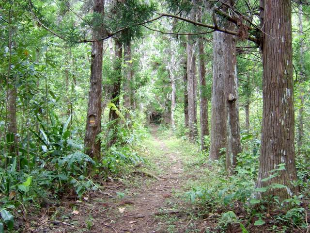 Le sentier à la sortie de l'Ilet à Guillaume