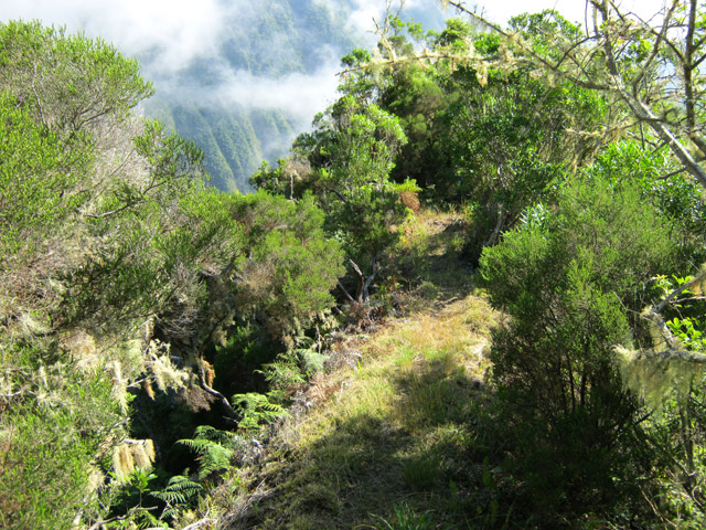 Une idée du sentier entre l'Îlet à Guillaume et la Plaine d'Affouches