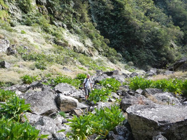 L'arrivée à la falaise dans les arums qui ne résistent pas aux cyclones
