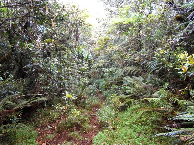 Le sentier après le kiosque, étroit mais toujours visible