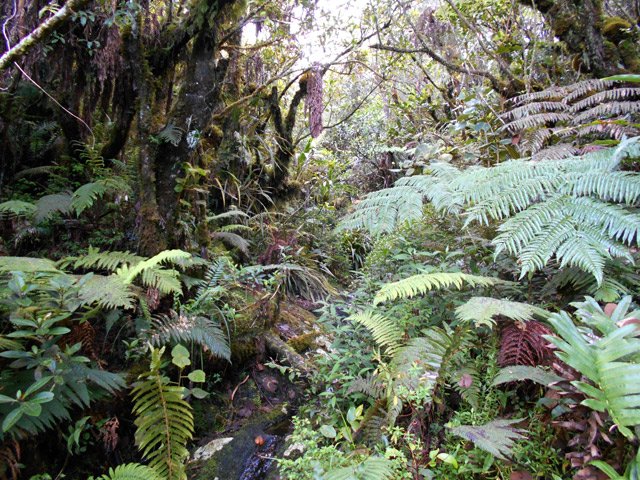 Étroit, glissant mais encore visible
