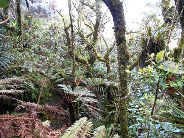 Une idée de la végétation proche du sentier