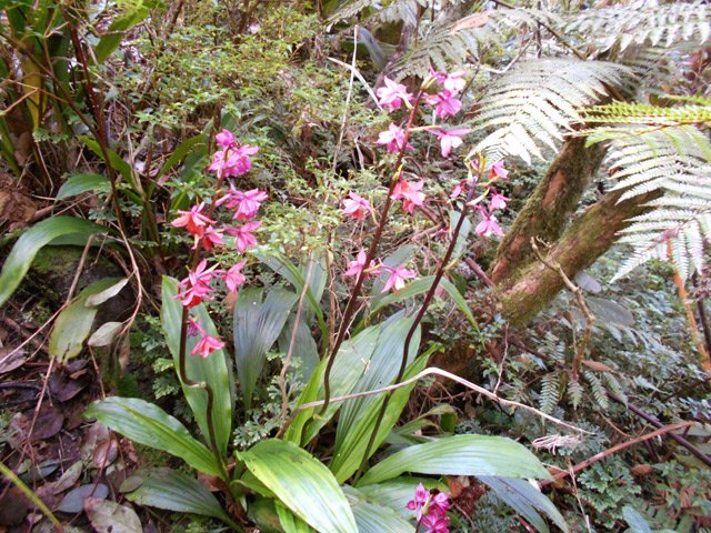 Magnifiques orchidées, nombreuses et variées