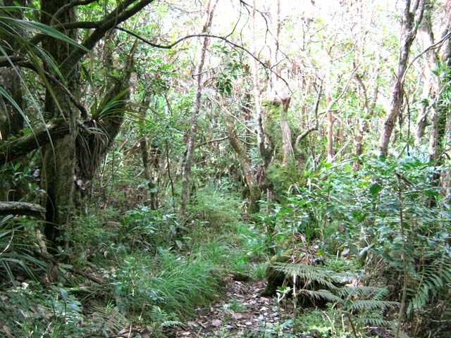 Le sentier qui rejoint le point de vue à la route est de plus en plus bouché mais visible