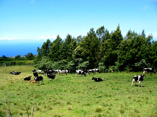 Traversée de zones d'élevage