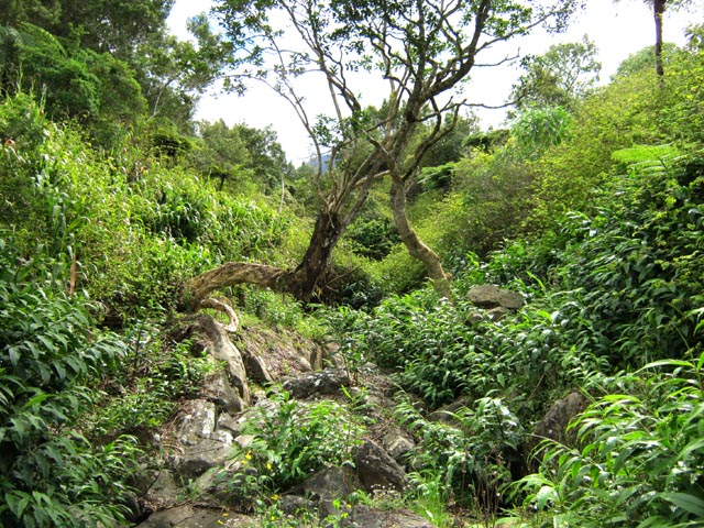 L'amour de deux arbres dans la Ravine Bon Dieu