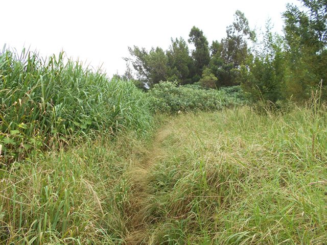 Le sentier, au départ est de plus en plus recouvert de hautes herbes