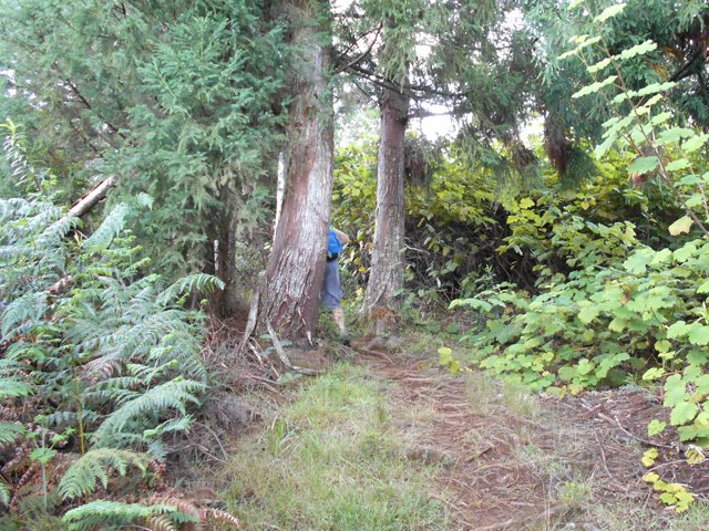 Les quelques cryptomerias en fin de montée, avant le kiosque