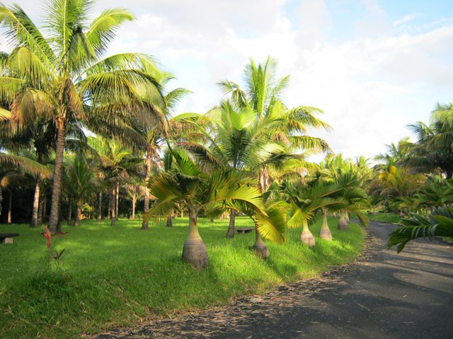 Le site des Orangers comporte surtout des .... cocotiers