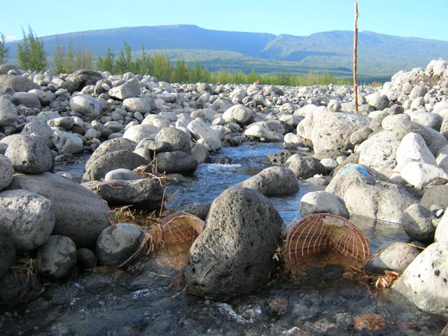 Pêche artisanale à la bichique