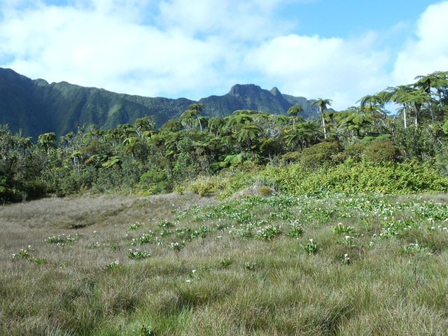 Tout le marécage est entouré de fanjans très hauts