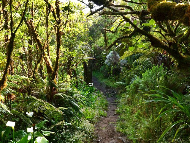 Bois de couleurs couverts de mousse