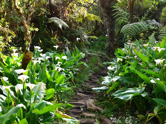 Les arums font leur apparition