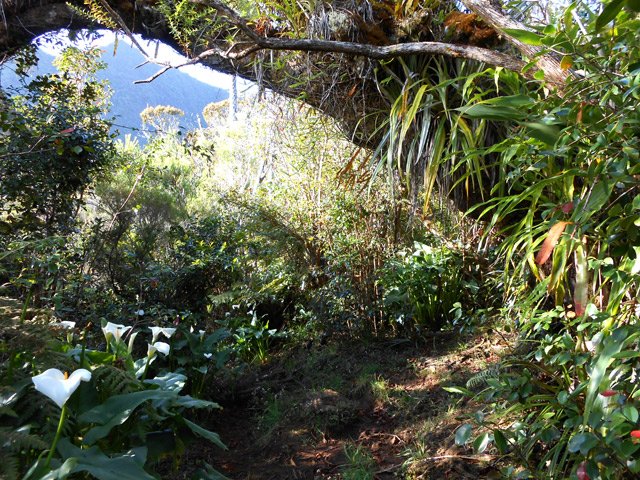 Les points de vue sont rares dans la forêt