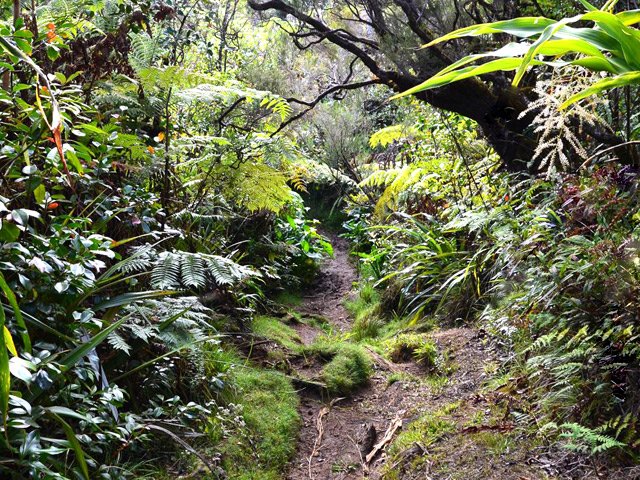 Forêt primaire très boueuse