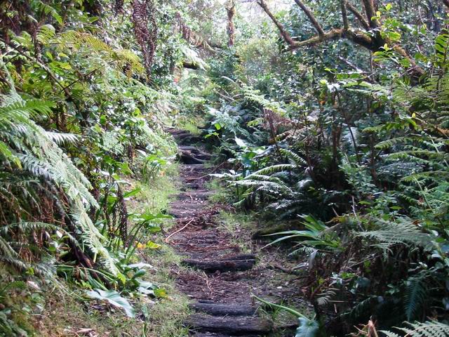 Quelques bois de fanjans en travers évitent la boue
