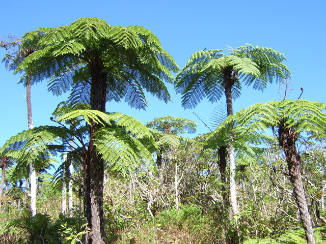 Alergiques aux fougères arborescentes s'abstenir !