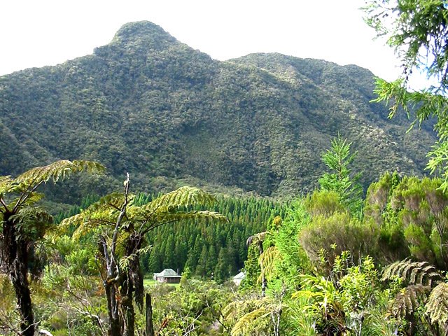 Point de vue sur la forêt de cryptomerias et la maison forestière avant le départ