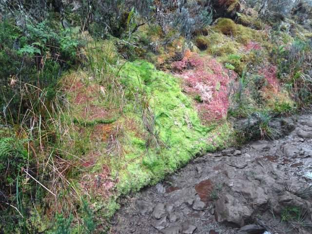 Sphaignes et mousses se régalent du climat frais et humide de la plaine