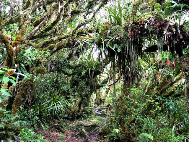 Superbe forêt faisant oublier la boue