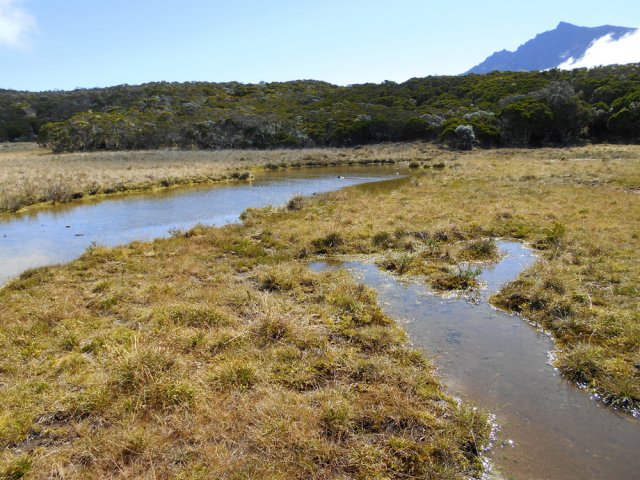 On y trouve même de grandes mares pérennes