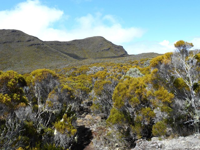 La végétation est essentiellement constituée de branles verts