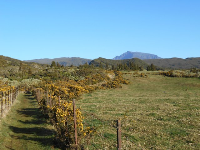 Large GRR bordé d'ajoncs d'Europe