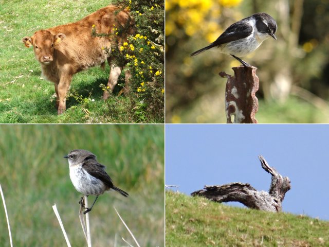 Une racine faisant penser à un lièvre et une idée de la faune locale