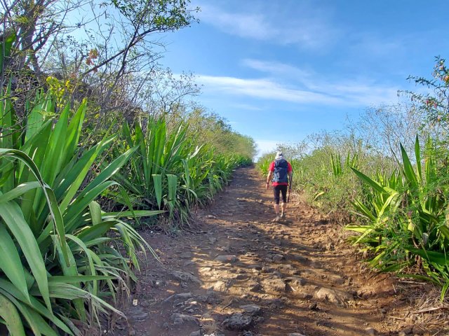 On ne perd jamais les chocas, même en région cultivée