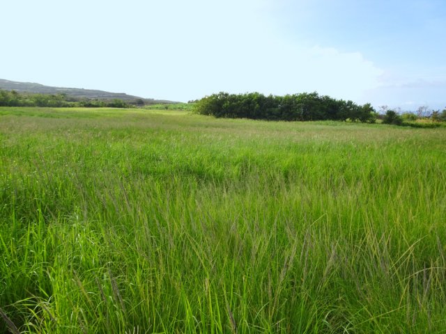 Superbes prairies odorantes après la coupe