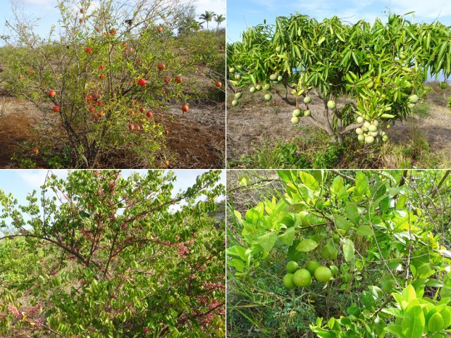 Plusieurs vergers bordent la large piste