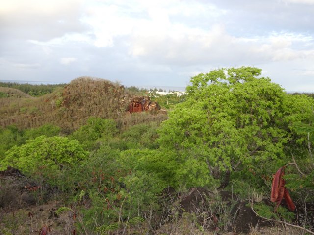 Un peu de verdure du côté de la colline du Jardin de l'Eden