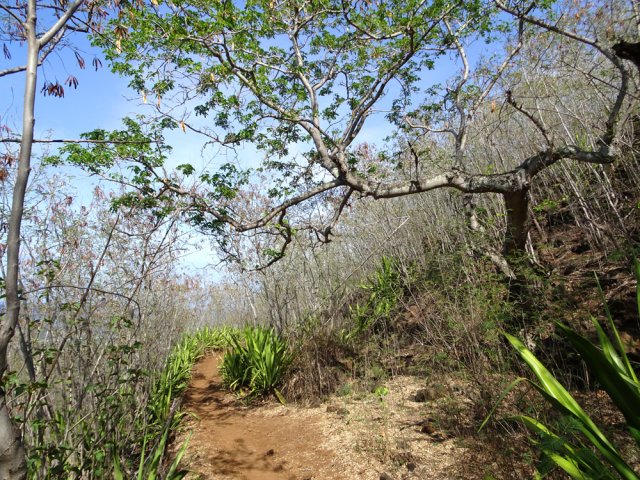 Quelques bois noirs dans les broussailles d'acacias, zépinards et cassias