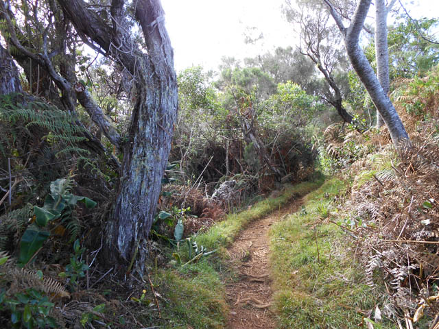 Direction le Piton Fougères sur un beau sentier