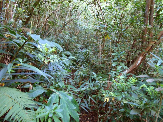 Longoses et fougères dans la montée mais sentier visible