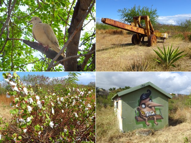 Quatre des originales rencontres du parcours dont une tourterelle turque