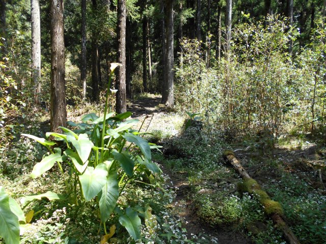 Le sentier remonte faiblement en longeant le Bras Bayonne