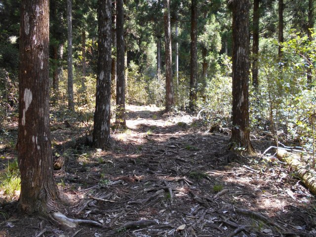 Le sentier "enraciné" est toujours bien marqué
