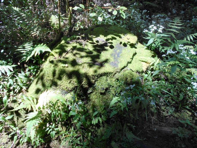 Vestige d'un ancêtre, abattu, à la souche couverte de mousse