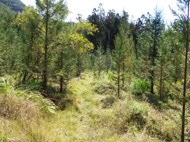 On traverse de jeunes plantations sur un sentier herbeux