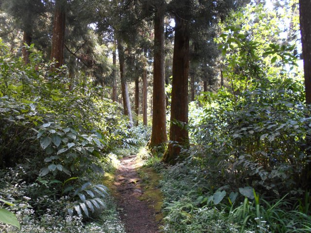 On retrouve un très agréable sentier moussu