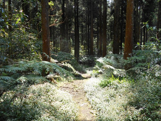 On n'aura pas quitté les cryptomerias jusqu'au point d'arrivée, très proche