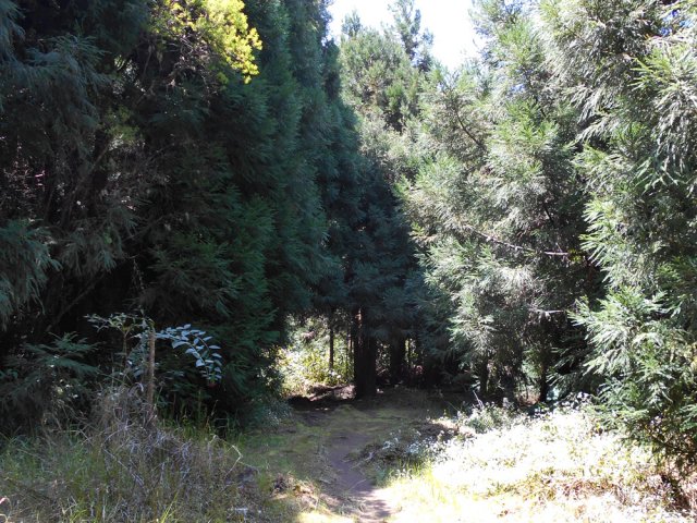 Ce sentier pénètre sous les conifères et n'en sortira guère