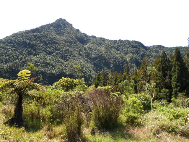 Une vue bien plus dégagée du Piton des Sables depuis une clairière