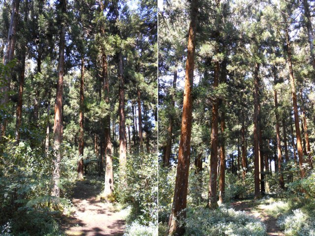 Les cryptomerias ont été plantés il y a longtemps et sont donc très hauts