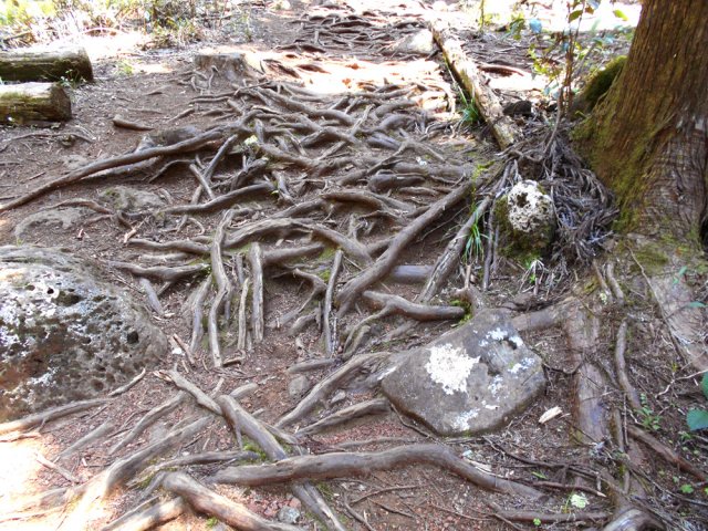 Comme toujours sous les cryptomerias, des racines pour se prendre les pieds