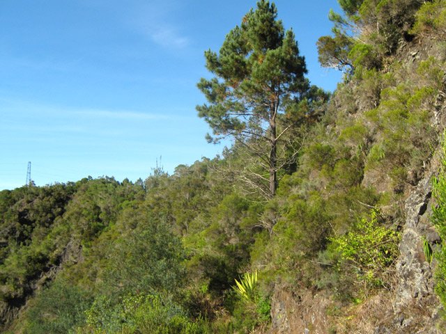 De rares pins dépassent de la végétation